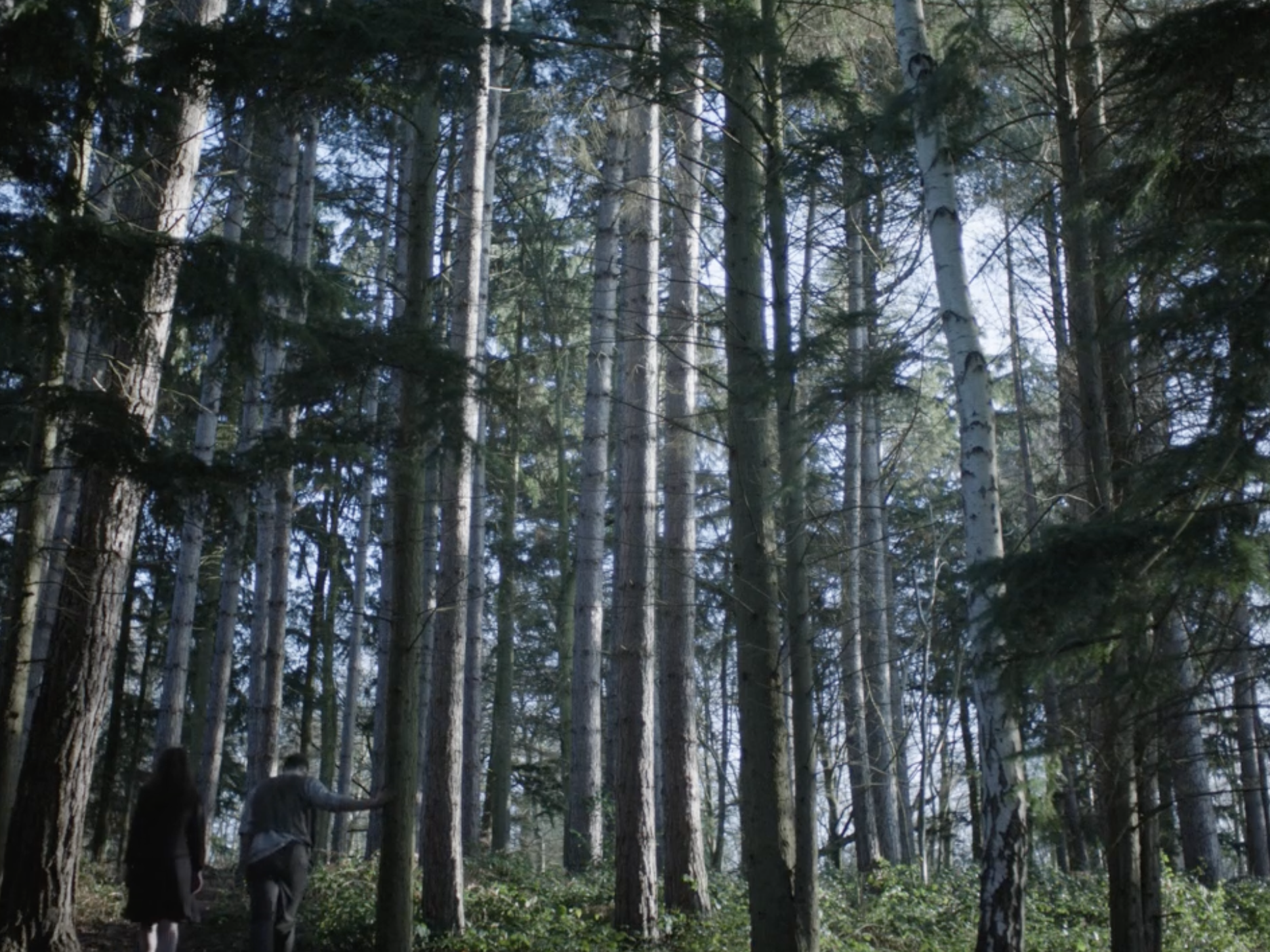 Woodland scene from Elsa